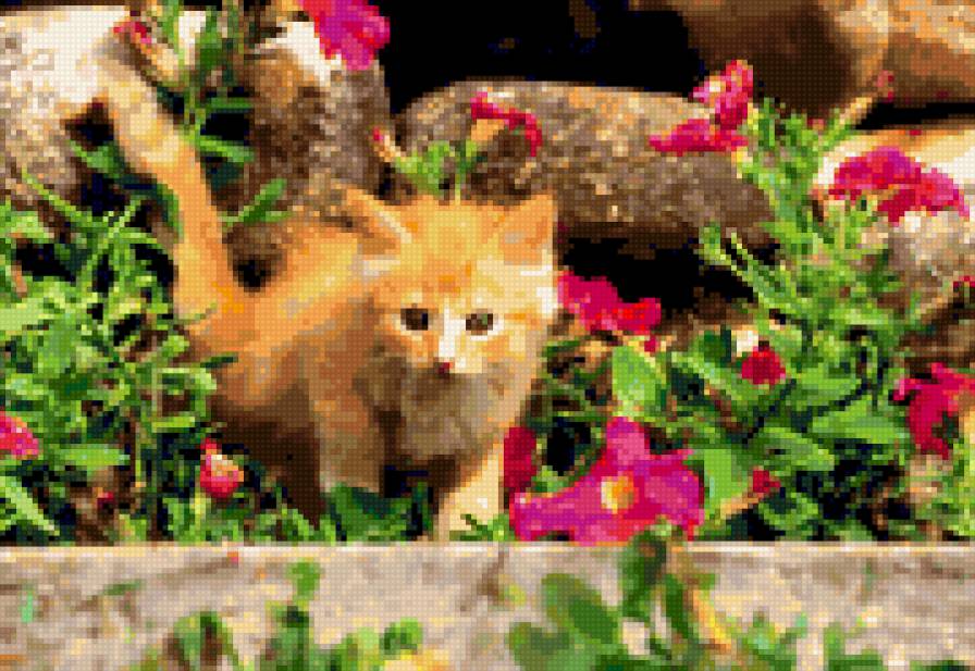 Котенок - предпросмотр