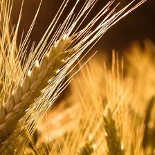 Схема вышивки «Золотая пшеничка»