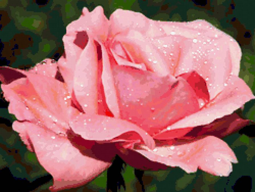 роза в росе - капли, розы, роза, цветы, роса, цветок - предпросмотр