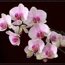 Нежно-розовая орхидея