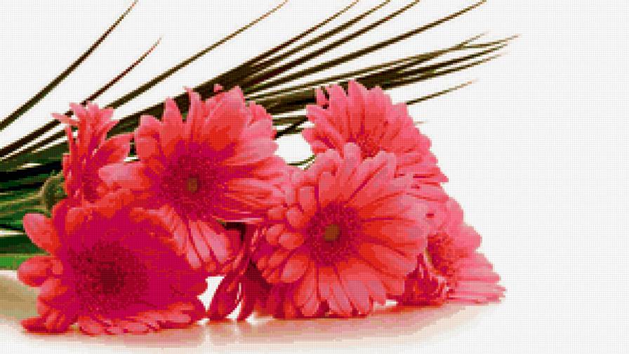 герберы - предпросмотр