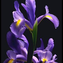 Схема вышивки «Ирисы»