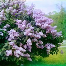 Схема вышивки «Сирень»