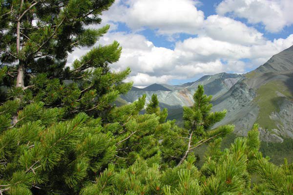 Пейзаж, лес, горы - горы, пейзаж, лес - оригинал