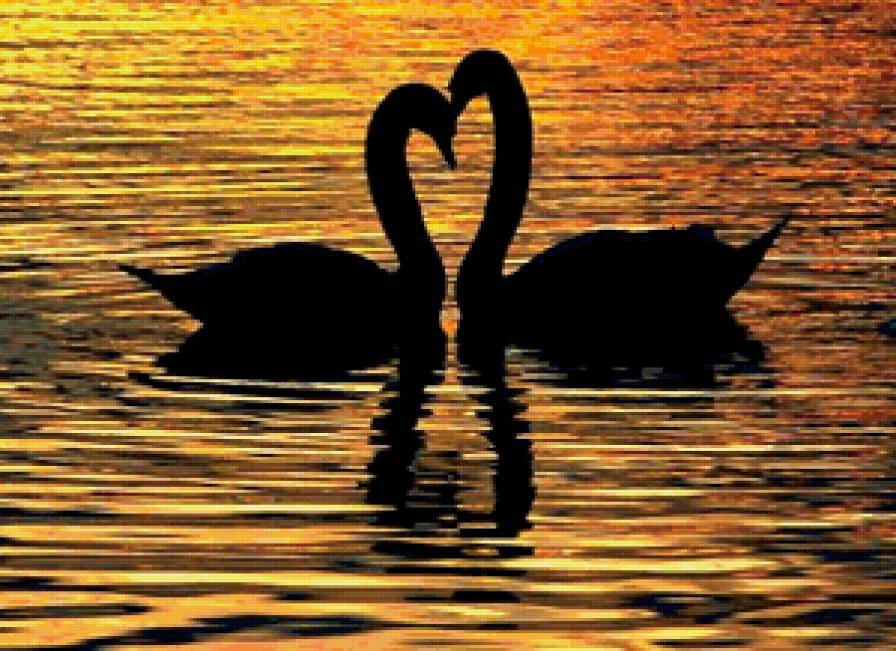 Лебеди на закате - лебеди, природа, любовь, закат - предпросмотр
