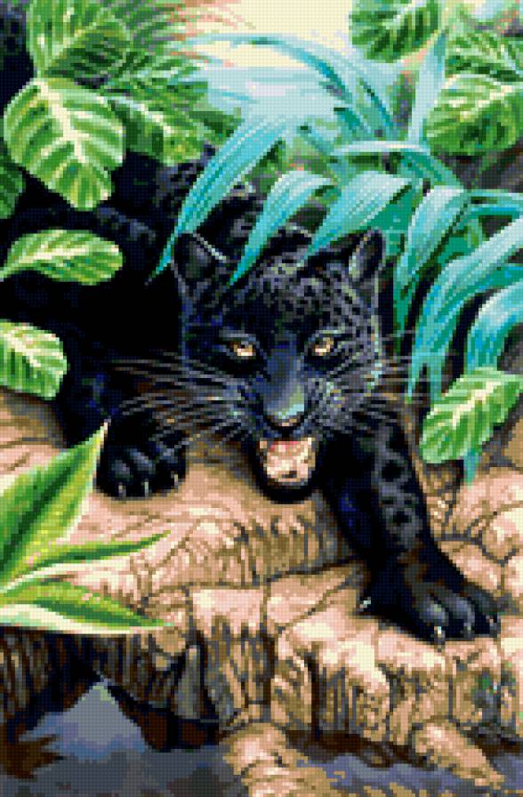 пантера - пантера - предпросмотр