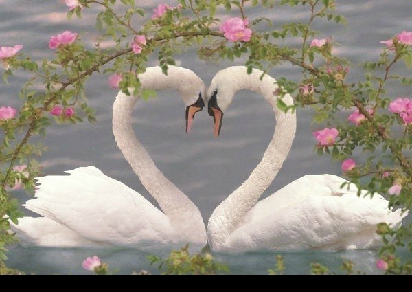 Лебеди - картина, природа, озеро, лебеди, любовь, цветы - оригинал