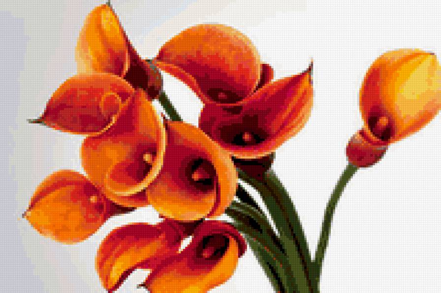 Каллы - каллы, цветы - предпросмотр