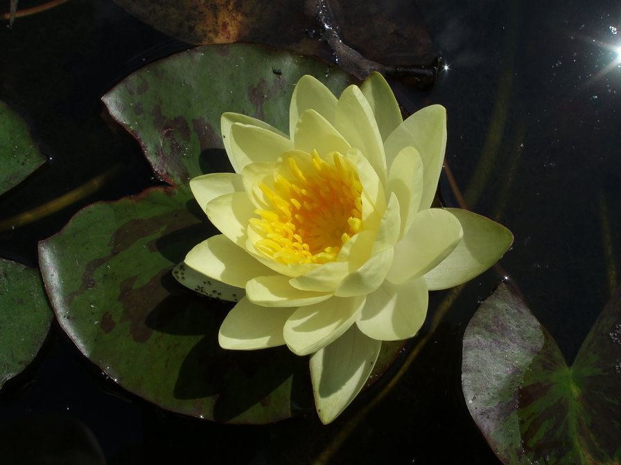 желтая кувшинка - оригинал