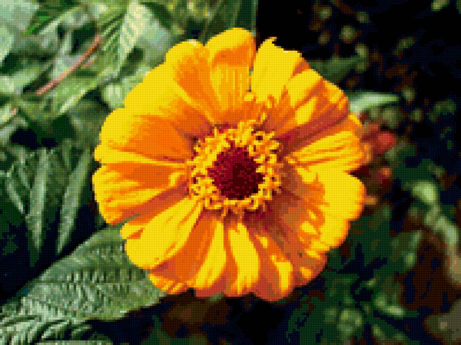 майор - предпросмотр