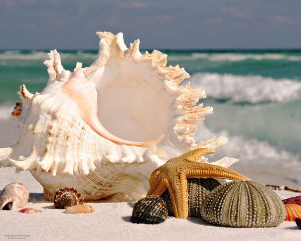 ракушки - ракушки, отпуск, отдых, море - оригинал