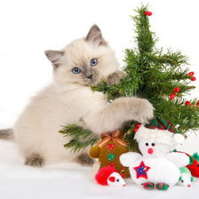 Новогодний котёнок)