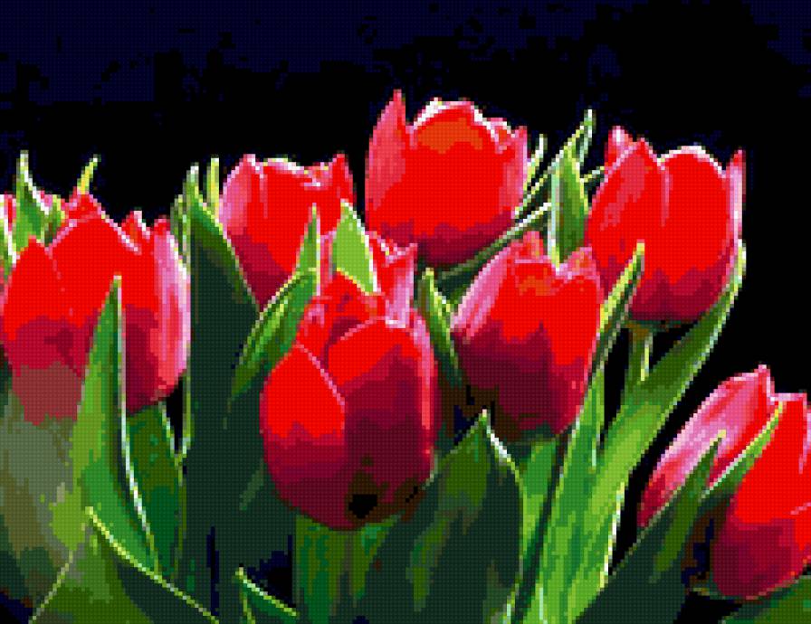 тюльпаны - цветы - предпросмотр