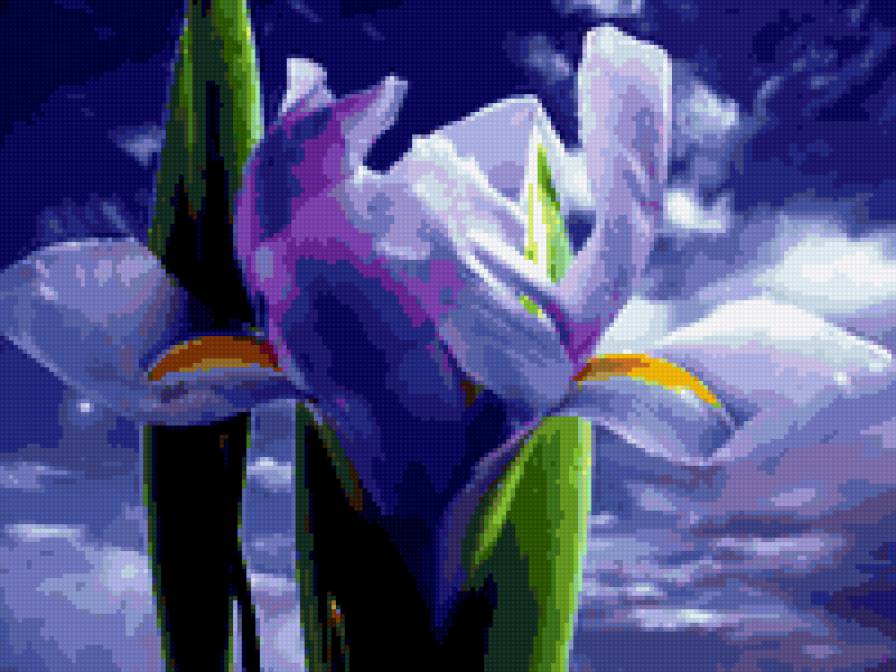 ирис - цветок - предпросмотр