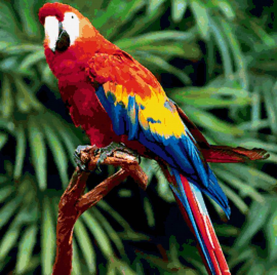 Попугай ара - птицы, южная америка, аоаугай - предпросмотр