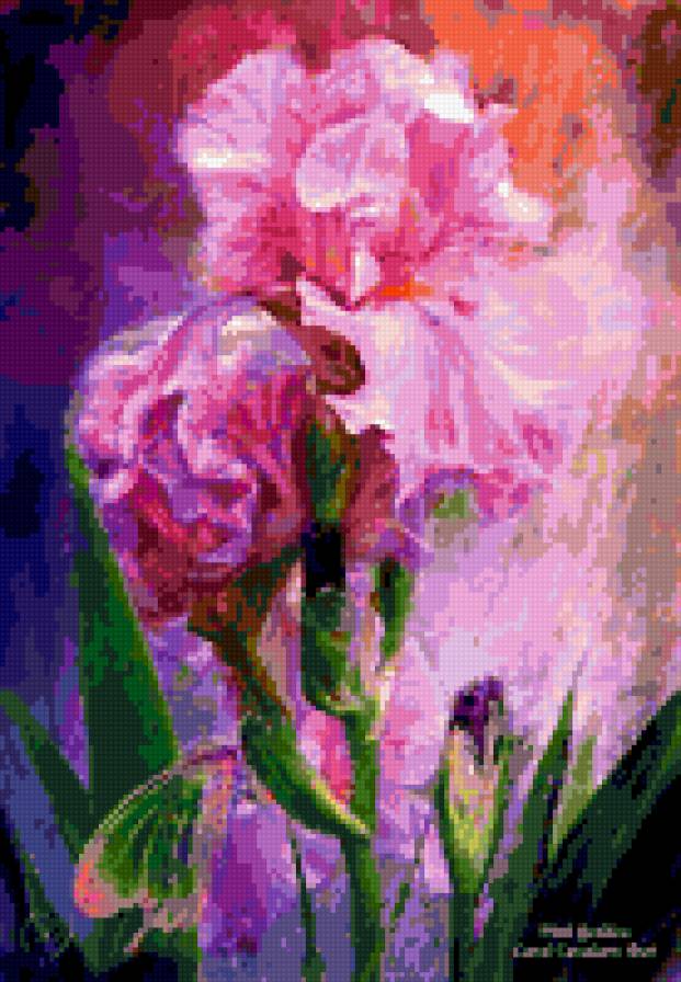 ирис - ирис, бабочка - предпросмотр