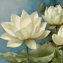 Белые лотосы