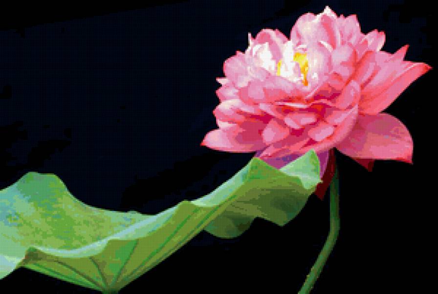 Лотос на черной канве - картина, цветы - предпросмотр