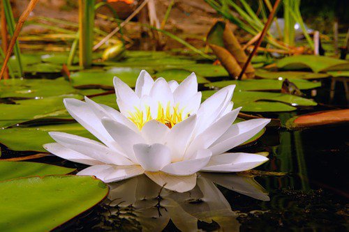 №311144 - лотос, цветы - оригинал