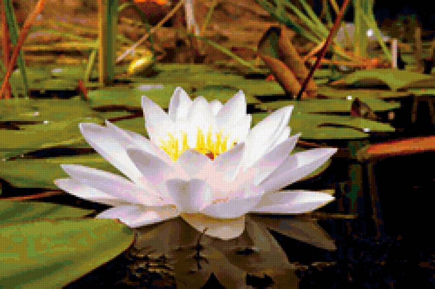 №311144 - цветы, лотос - предпросмотр