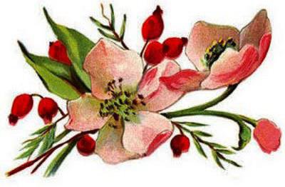 Магнолия - оригинал