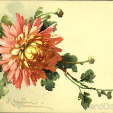 Схема вышивки «Хризантема»