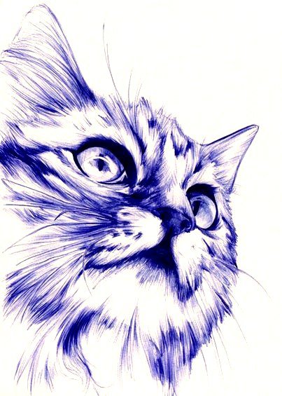 Кошка Melanie Kleinmeli - melanie kleinmeli, кошка, животные, монохром, черно-белое - оригинал