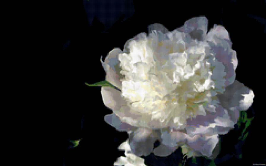 Белый пион - пионы, цветы - предпросмотр