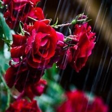 Схема вышивки «розы»