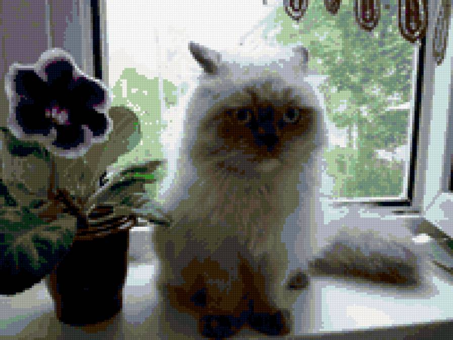 кошка - домашние животные - предпросмотр