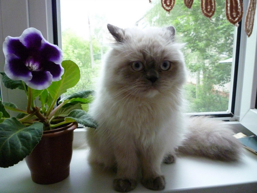 кошка - домашние животные - оригинал