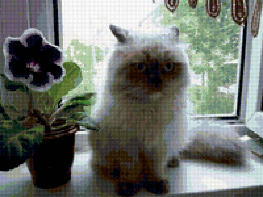 кошка - домашние животные - предпросмотр