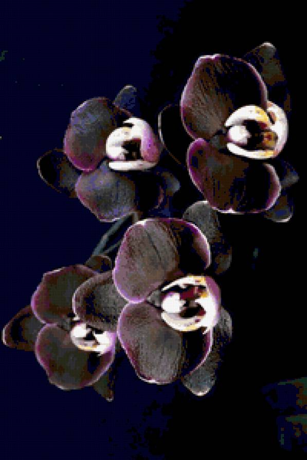 орхідея - квіти, орхідея - предпросмотр