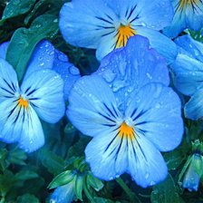 Схема вышивки «анютины глазки 2»