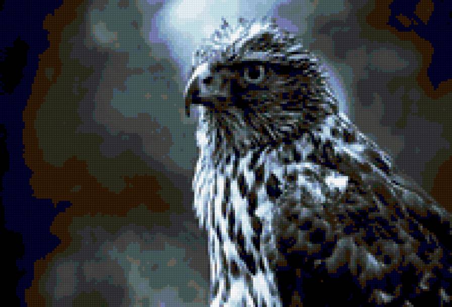 Орел - соколо, птица - предпросмотр