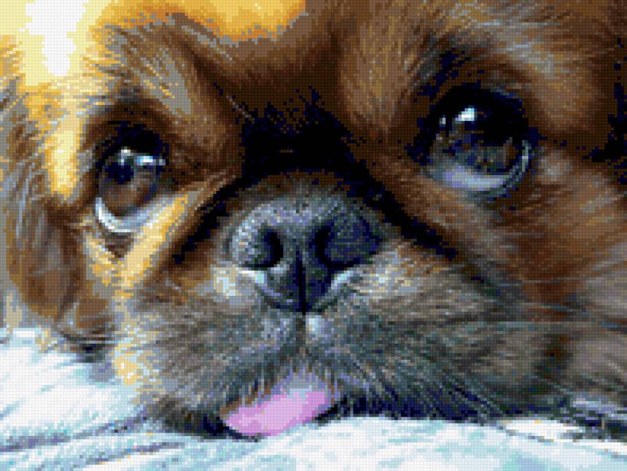 №312048 - животные, щеное, собака, портрет, глаза - предпросмотр