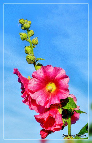 мальвы - цветы, мальвы - оригинал