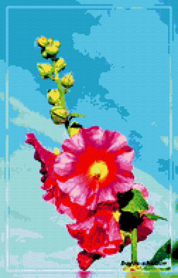 мальвы - цветы, мальвы - предпросмотр