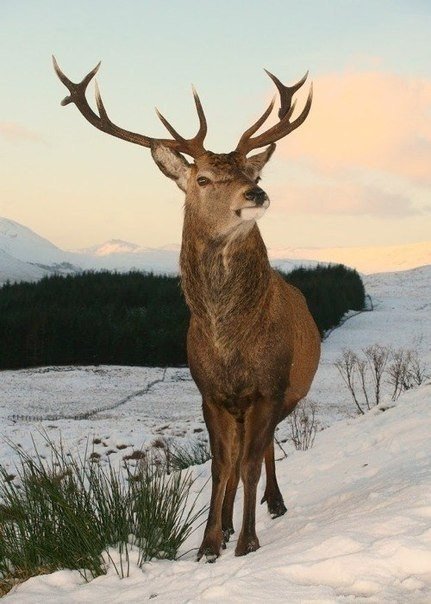 олень - олень - оригинал