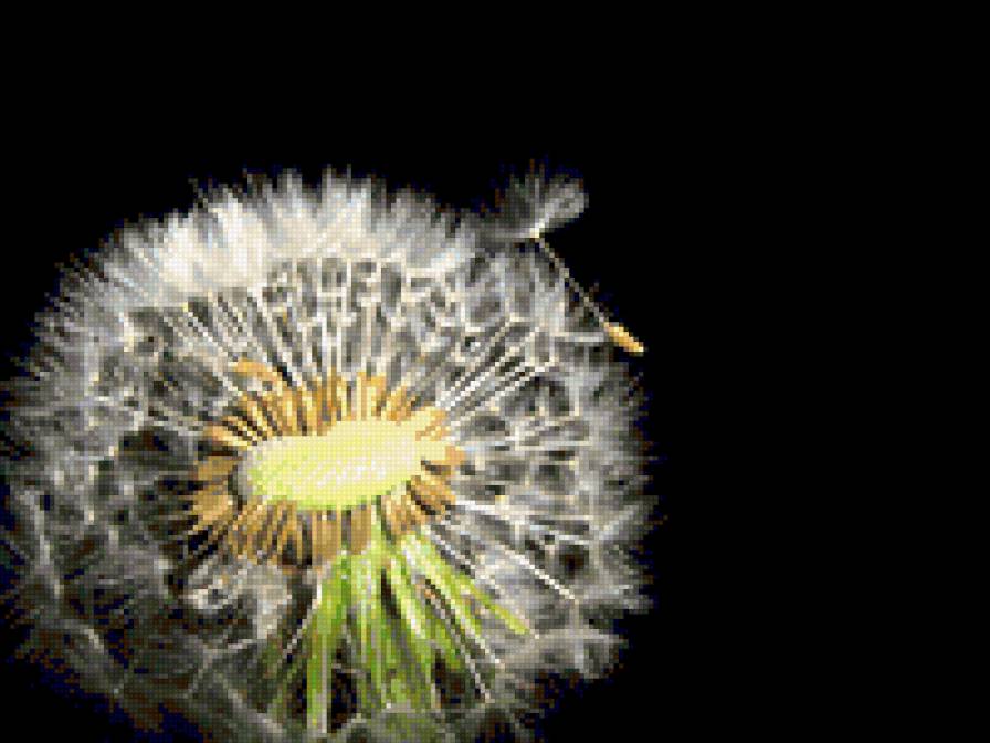 одуванчик3 - предпросмотр