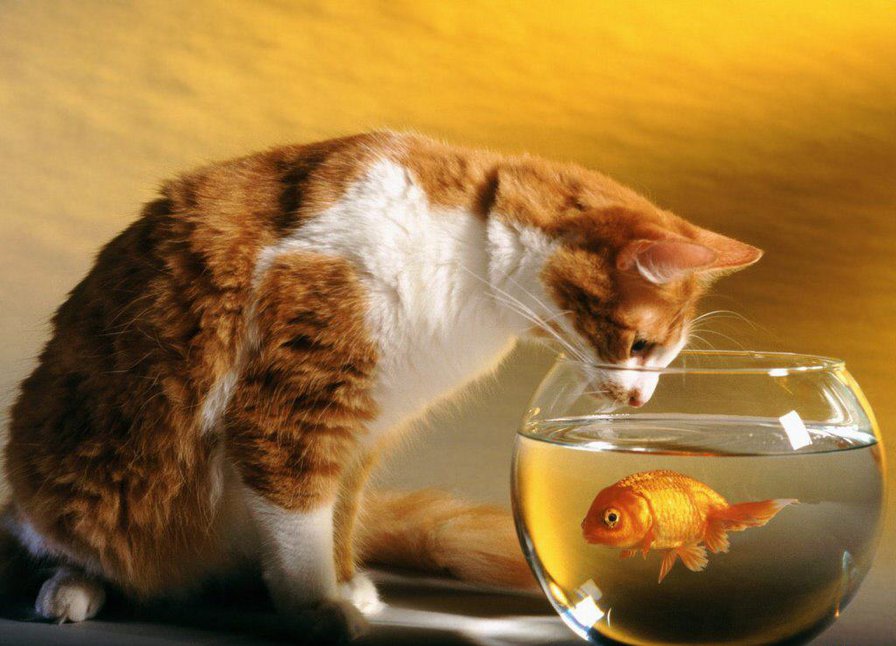 ПУШИСТЫЙ РЫБАК - кошки - оригинал