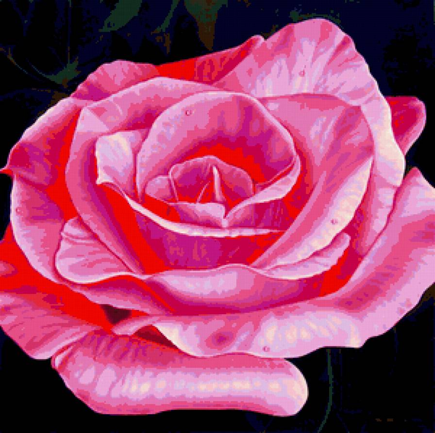 Яркая красивая розочка) - цветы, роза, flowers - предпросмотр