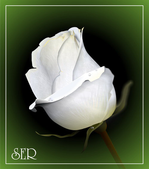 белая роза - белая роза - оригинал