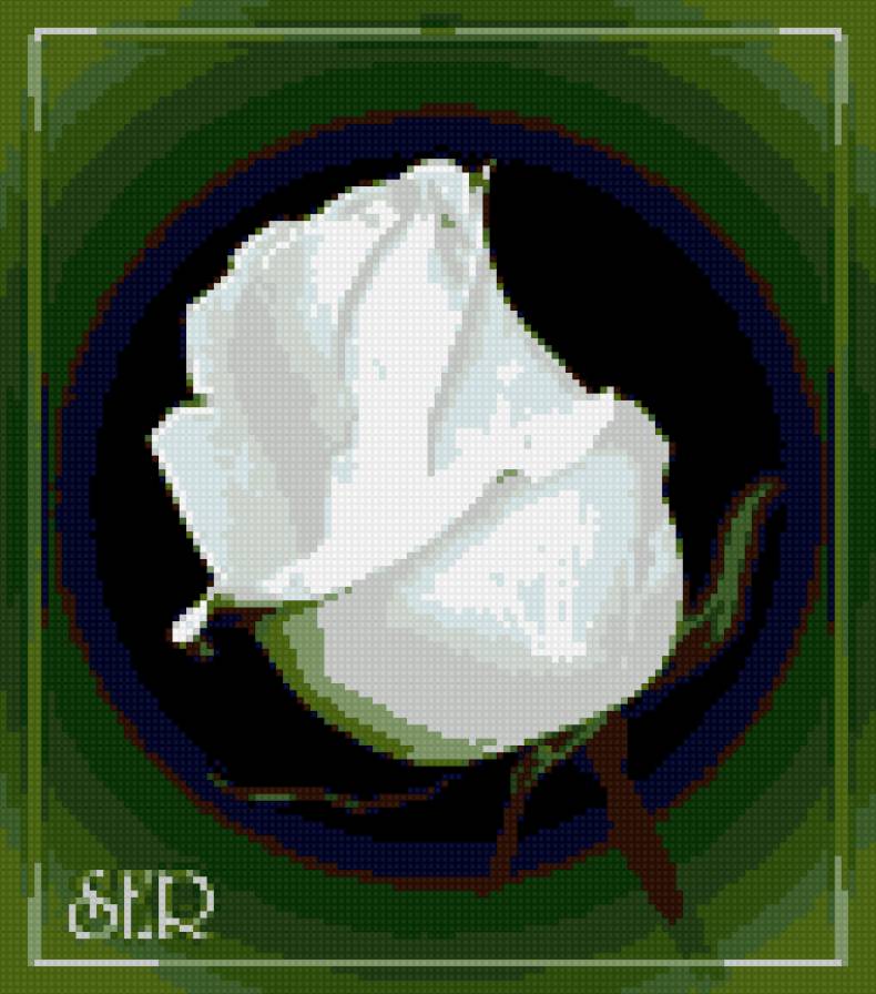 белая роза - белая роза - предпросмотр