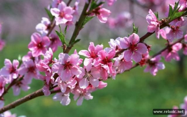 персик - персик - оригинал