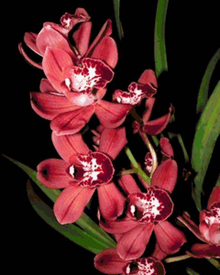 орхідея - квіти, орхідея - предпросмотр