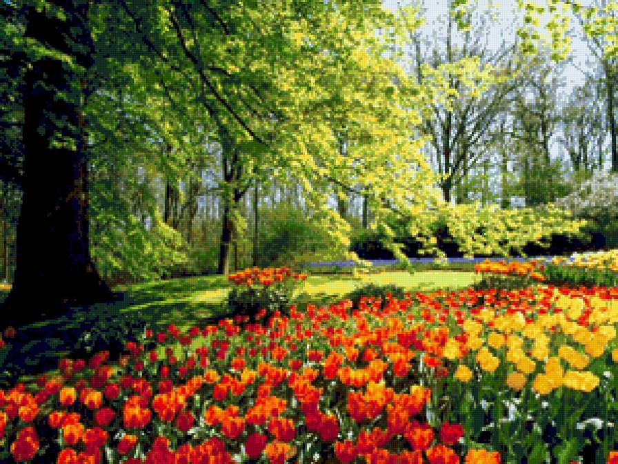 тюльпаны - предпросмотр