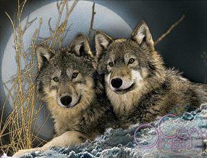 Волки при луне - оригинал