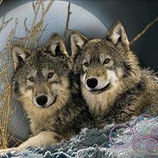 Волки при луне