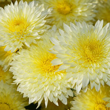 Схема вышивки «8г98»